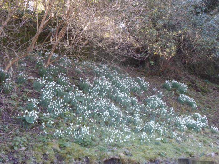 Snowdrops on a bank