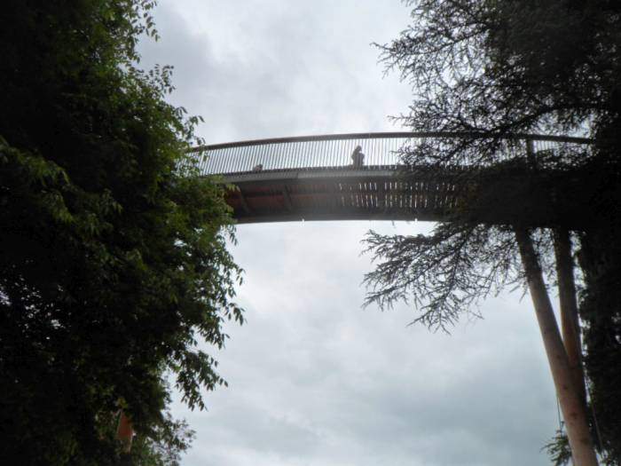 Under the Westonbirt Walkway
