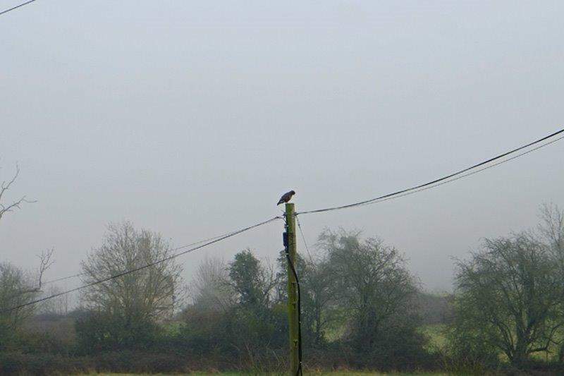 A buzzard on a telegraph pole