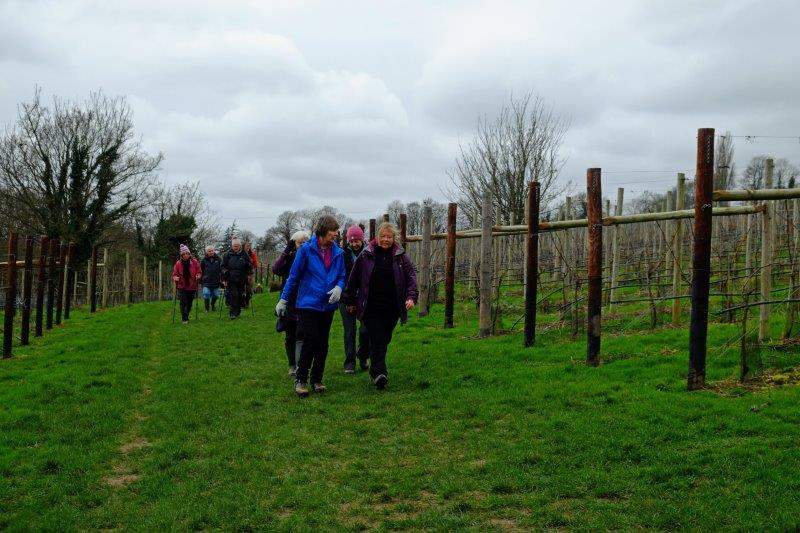 Following the Cotswold Way through the vineyards