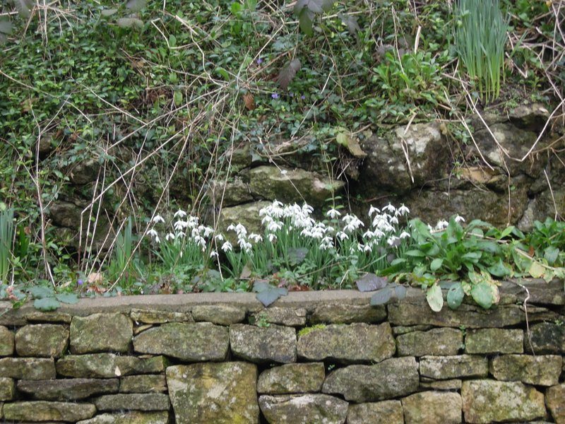 Past real snowdrops