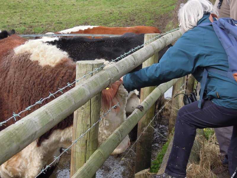 Linda makes friends with the curly topped bull