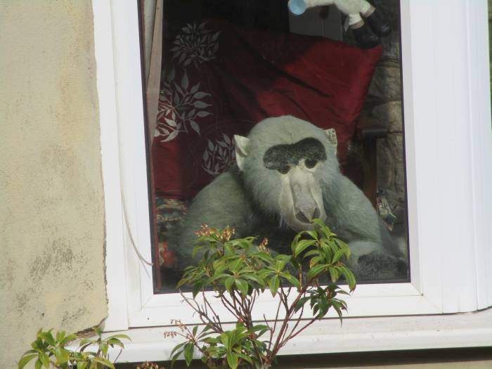 Strange resident of Woodchester - thought the primates came from Uley!