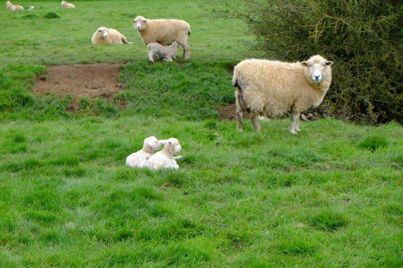 Heading across fields - plenty of new lambs