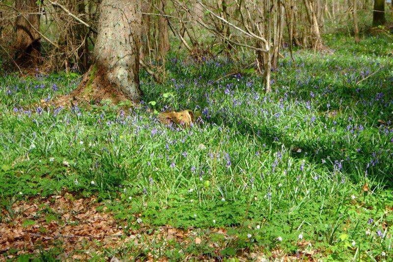 With bluebells