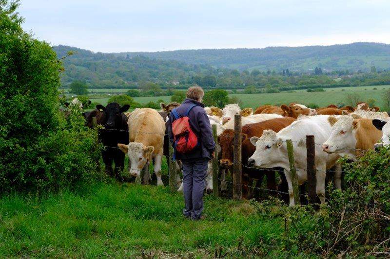 Where Keith talks to some cows in the next field