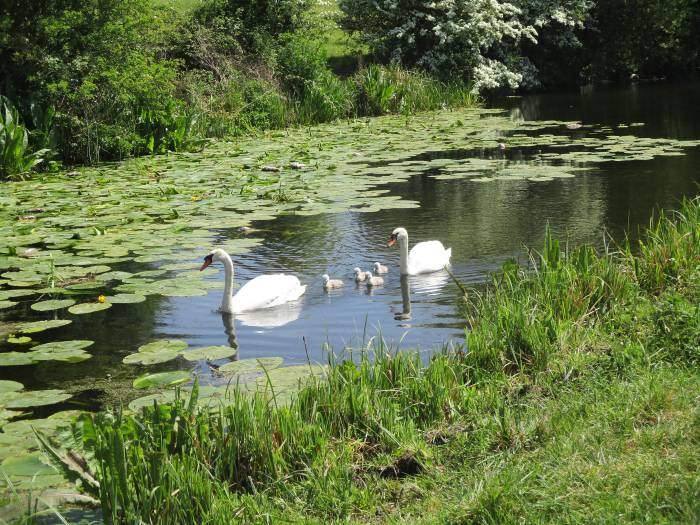 And a family of swans