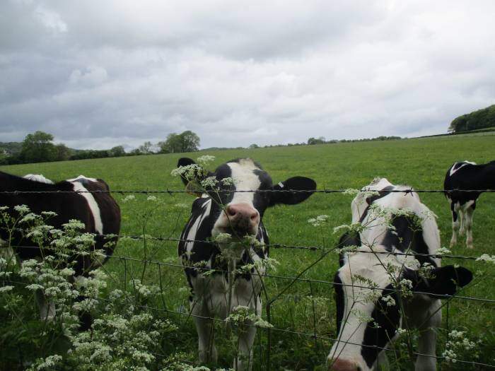 Heads through the fence (more cows later!)