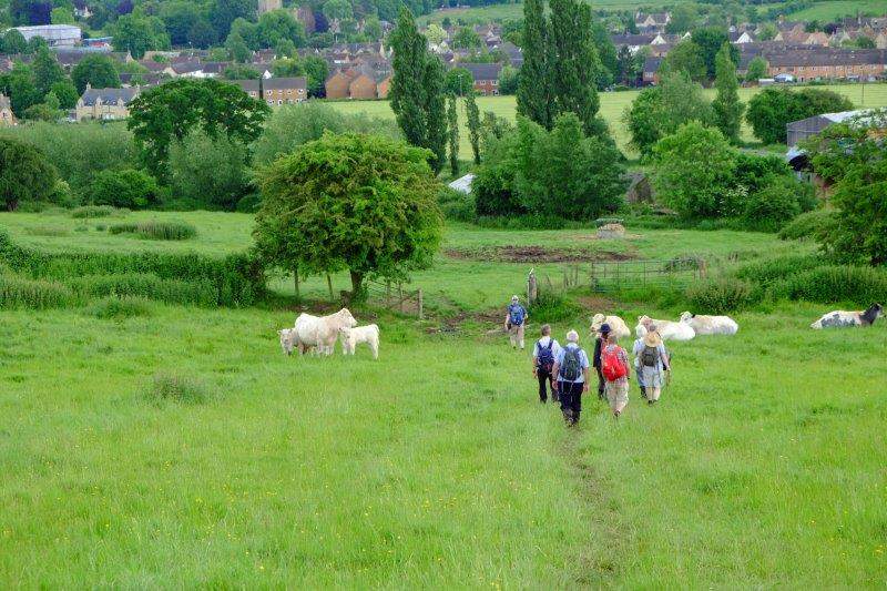 Through a herd of charolais cattle