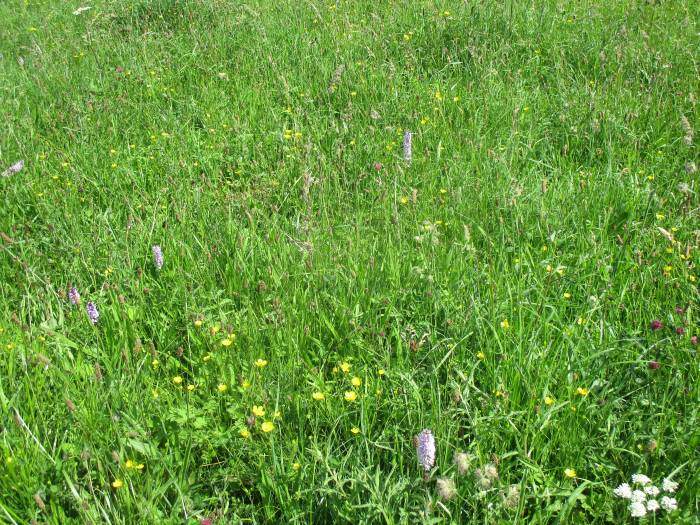 Meadows of wild flowers