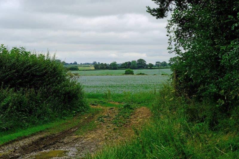 Farmer going in for linseed in a big way this year