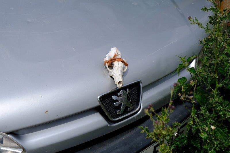 And we spot an unusual decoration on the front of a car