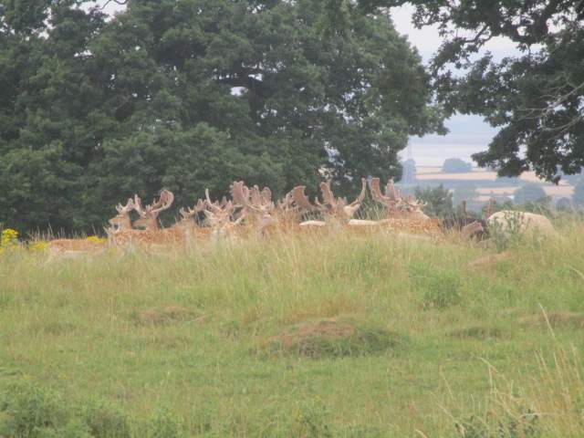 A serious collection of antlers