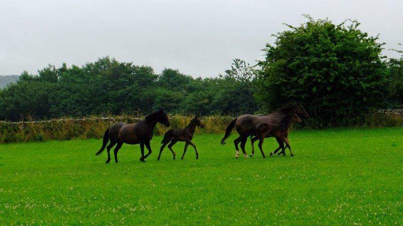 As we leave Bisley we spot some mares and foals getting their morning  exercise