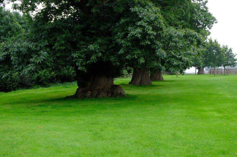 Into the Escourt Estate past these magnificent trees