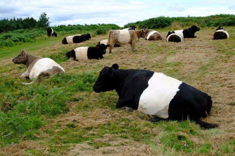 Belted Galloways on top of May Hill