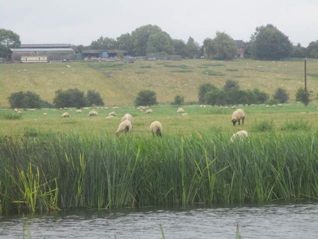 Sheep may safely graze (as long as they don't fall in the river)