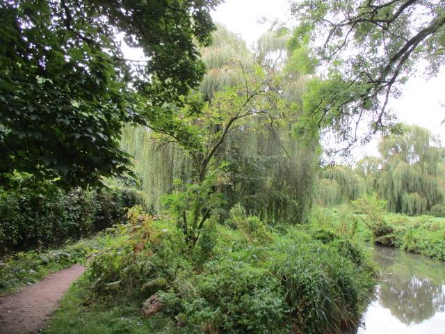 Some amazing weeping willows