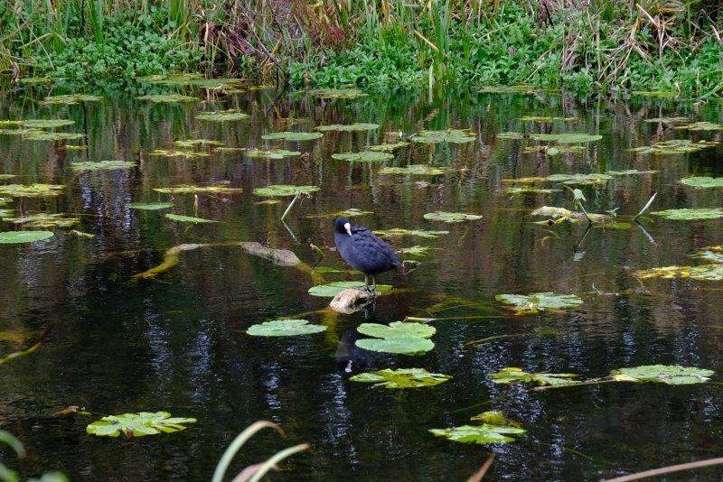 Moorhen found somewhere to stand