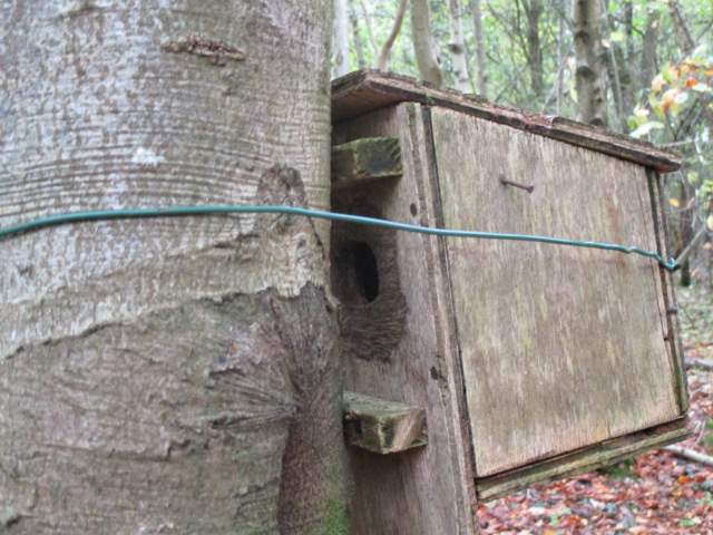 The hole at the back near the bark