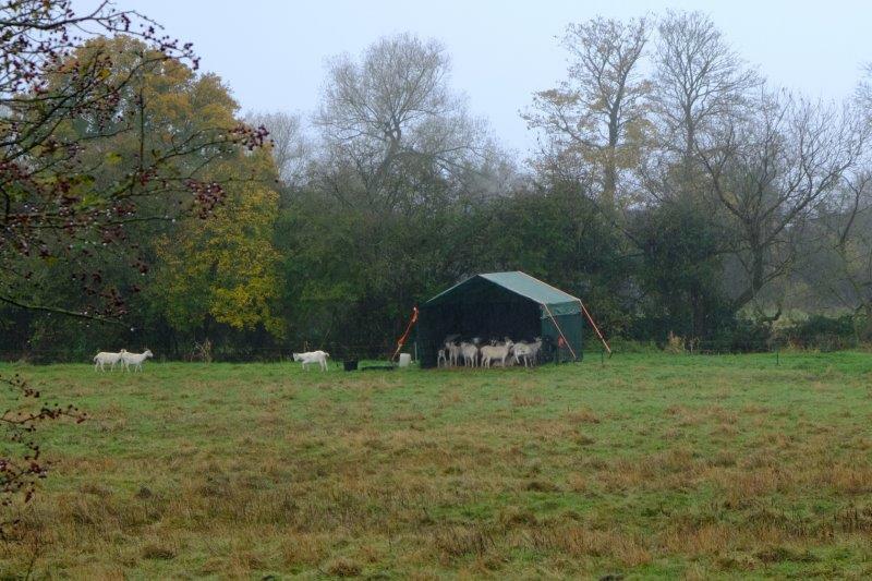 A new line in portable field shelters for sheep