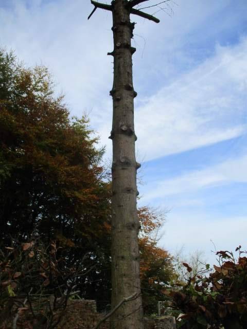 Is it a tree, a telegraph pole, a climbing route?