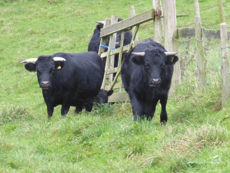 Attracting the interest of the cattle
