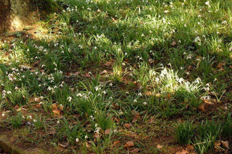Today's snowdrops
