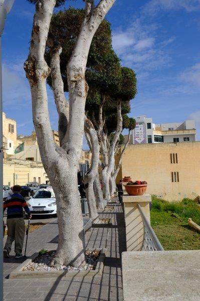 Today's walk starts from Victoria, capital of Gozo, where strange trees grow