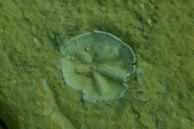 Fossil in the rock