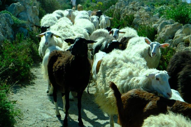 A herd of goats and sheep