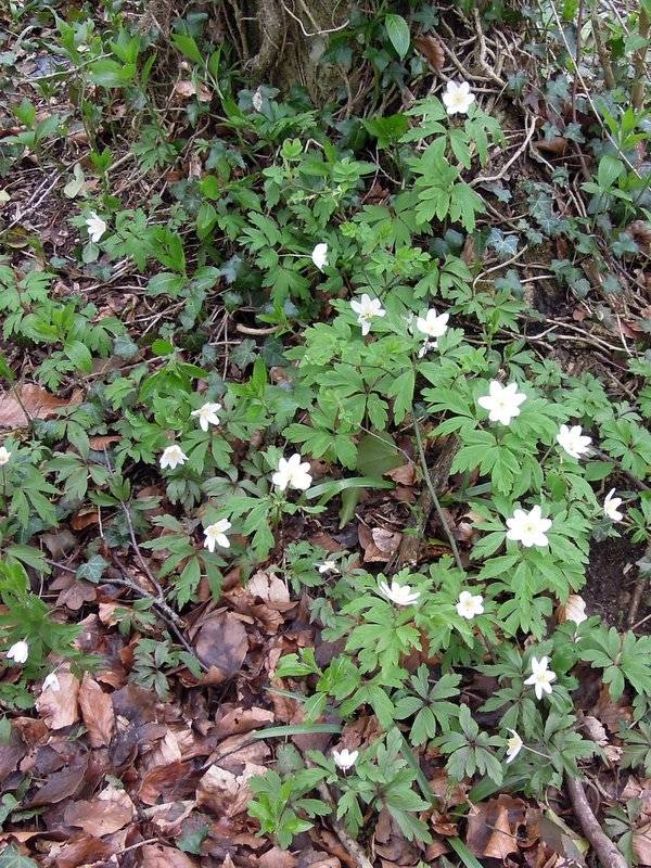 Still, the flowers cheer us up, including wood anenomes