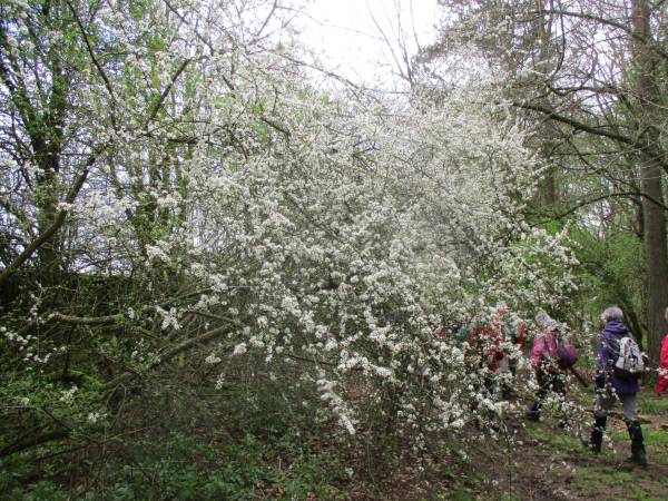 Blackthorn looking lovely