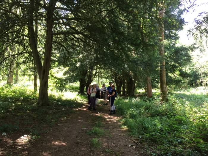 But we found the yew trees!