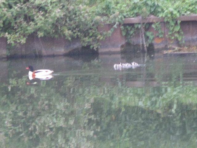 On the canal we hear a cuckoo, see a barn owl, a heron, two pairs of tufted ducks and mummy shelduck with her ducklings