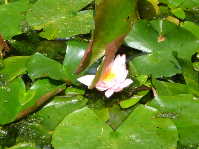 And water lilies