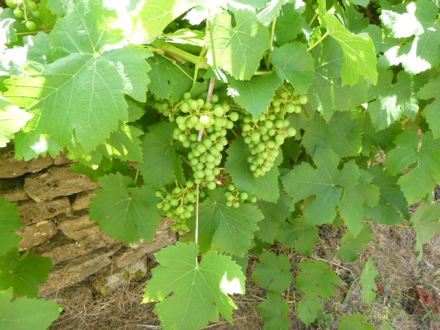 And grapes overhanging this Oakridge wall.