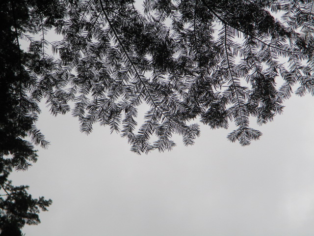 It pays to look up at this Grand Fir