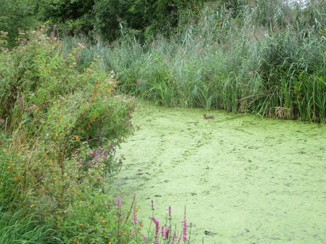 And back along the green canal