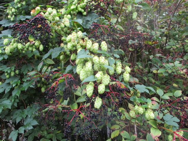 Wild hops and elderberries - very British