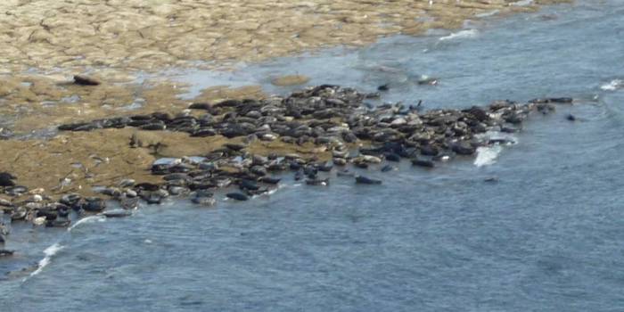 To look at the hundreds of seals on the rocks below