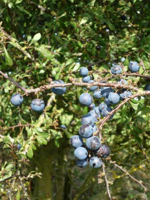 Sloes 