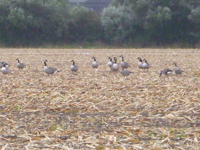 Lots of Canadian geese