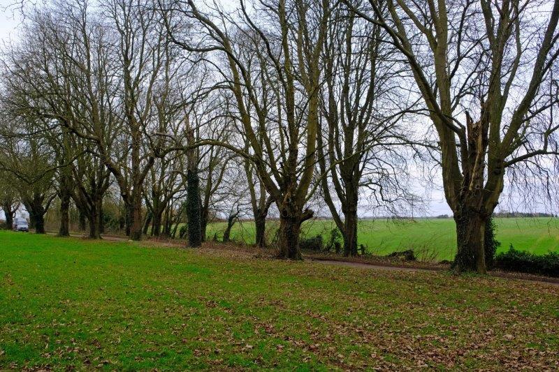 Chavenage Green. Trees robbed of their leaves