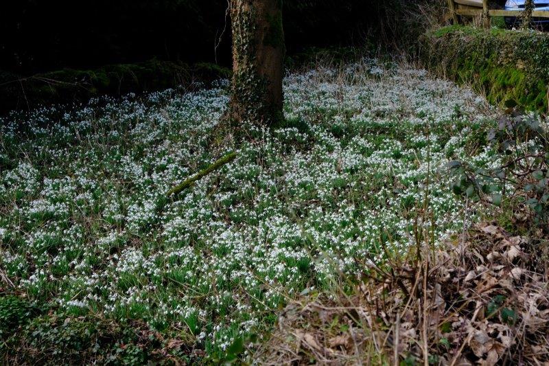 Snowdrops 4