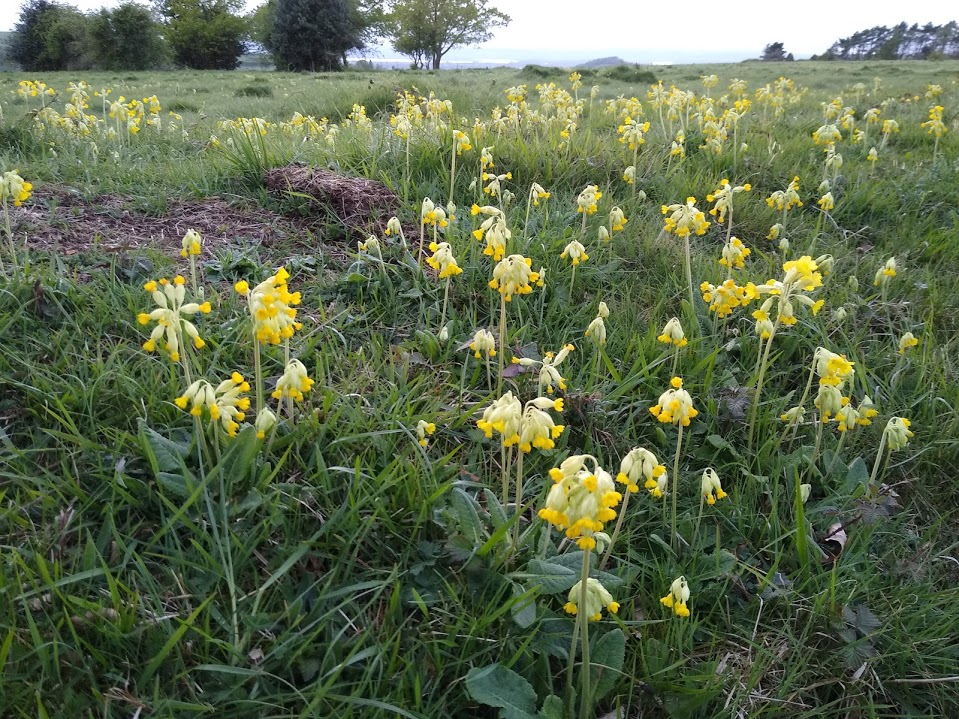 Cowslips - my phone seems to capture them well