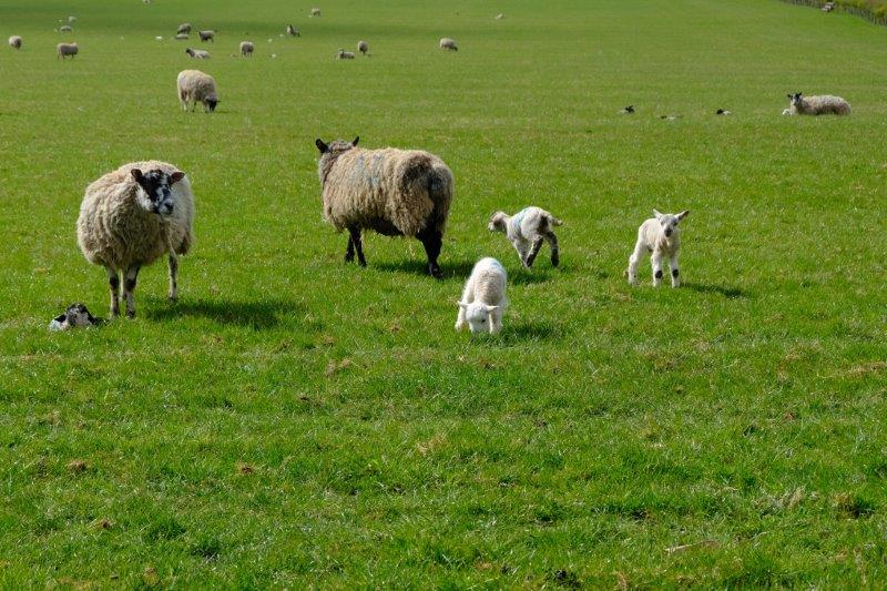 Some really new lambs