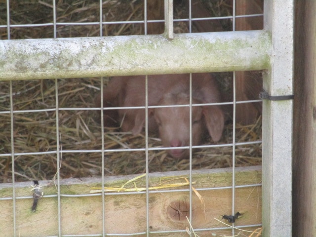 Where baby goats get our attention