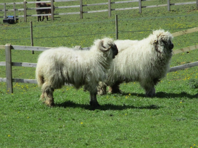 A pair of very unusual sheep. Any ideas?