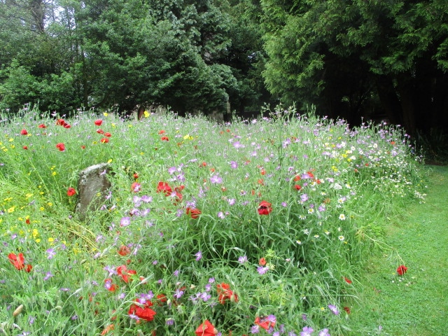 Gwen takes us out to the churchyard where Ray has sown these amazing wildflowers